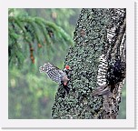 tammitikka Middle Spotted Woodpecker * 1974 x 1855 * (2.95MB)